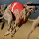 An unrelated dog, whose eyes have been obscured to protect its identity. Photo: Matthias Hangst/Getty Images